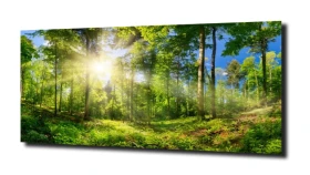 obraz na szkle, Panel szklany Las 50