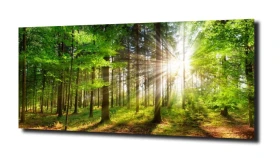 obraz na szkle, Panel szklany Las 1