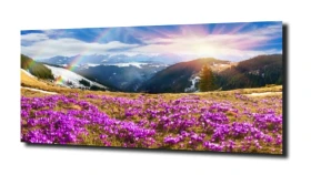 obraz na szkle, panel szklany Pole krokusów