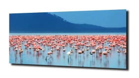 obraz na szkle Afryka, flamingi, jezioro