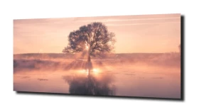 obraz na szkle Drzewo natura las