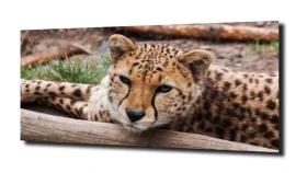 obraz na szkle, panel szklany Śpiący gepard