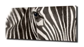 obraz na szkle, Panel szklany Zebra 1