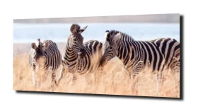 obraz na szkle Zebra jezioro egzotyka