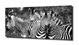 obraz na szkle Zebra Afryka przyroda
