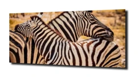 obraz na szkle Zebra dziecko Afryka