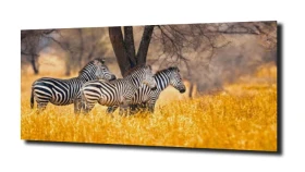 obraz na szkle Zebra pole Afryka