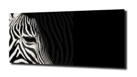 obraz na szkle Zebra  czarne tło