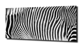 obraz na szkle Zebra print włos