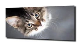 obraz na szkle, panel szklany Kotek portret