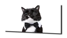 obraz na szkle Kot śmieszny elegancki