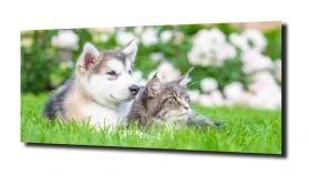 obraz na szkle Kot, kotek husky pies