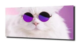 obraz na szkle Kot zabawny okulary
