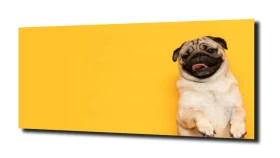 obraz na szkle, panel szklany Mops pies
