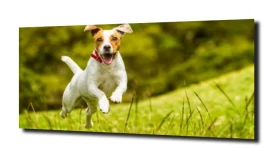 obraz na szkle Jack russeli terrier pies