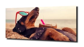 obraz na szkle Pies plaża drink śmieszne
