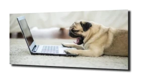 obraz na szkle Pies mops praca laptop