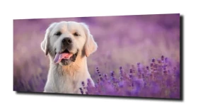 obraz na szkle Labrador pies lawenda