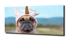 obraz na szkle Jednorożec pies mops