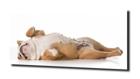 obraz na szkle Bulldog pies leżący
