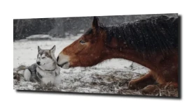 obraz na szkle Koń husky natura