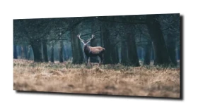 obraz na szkle, panel szklany Jeleń natura