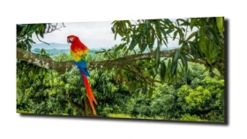obraz na szkle Papuga wodospad natura