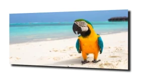 obraz na szkle Papugi morze plaża