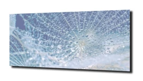 obraz na szkle, panel szklany Dmuchawce 35