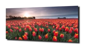 obraz na szkle, panel szklany Tulipany 20