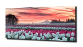 obraz na szkle, panel szklany Tulipany 48