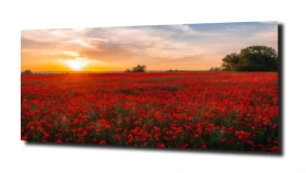 obraz na szkle, Panel szklany Maki 16