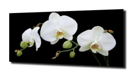 obraz na szkle, panel szklany Orchidea 52