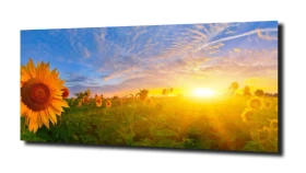 obraz na szkle, panel szklany Słonecznik 74